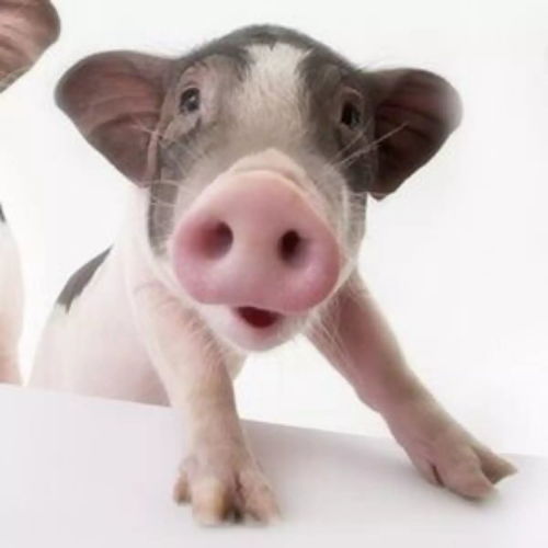 专注把2000万头猪联上网，他如何打造畜牧业独角兽