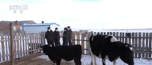 保暖服务专班提供精细化服务，保障渔业畜牧业生产安全与饲料销售