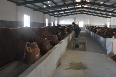 规模化养殖驱动下的畜牧业新篇章与饲料销售新机遇——以潜山为例