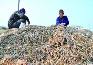 琅琊湾海龙渔汛背后的代价 动物界“超级奶爸”的生存危机与畜牧渔业饲料市场的生态反思
