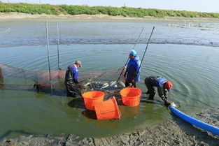 2019台湾专业渔畜技术展 精准布局，掘金上亿畜牧渔业饲料销售新商机