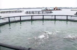 广东水产养殖新风向 7个新品种与6项新技术引领行业热潮