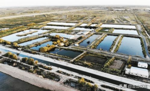 绿波荡漾生金链 池塘绿色生态养殖模式示范区与畜牧渔业饲料销售协同发展案例分析