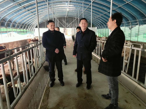 市农业农村局深入紫阳县调研畜牧渔业高质量发展工作 聚焦饲料销售环节强链补链